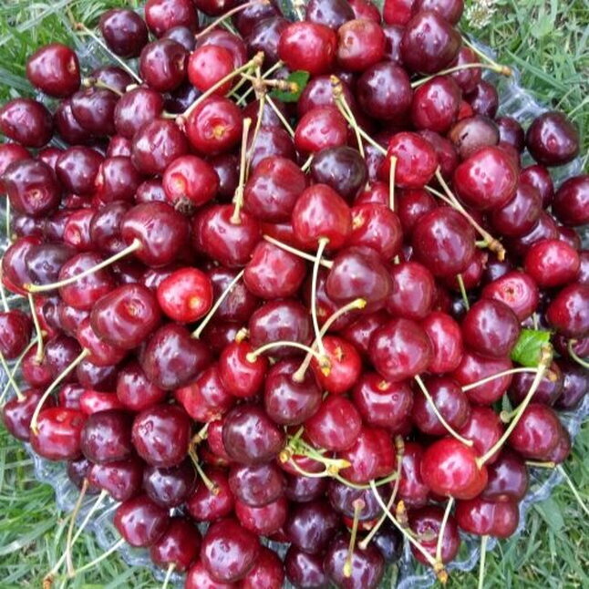 Черешня Біг Стар