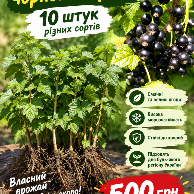 Комплект 10 шт саджанців чорної смородини. — Photo 4