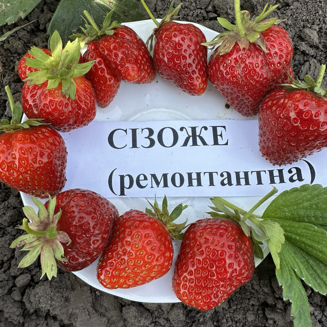 Полуниця Сізоже ремонтантна (10-шт) — Photo 4