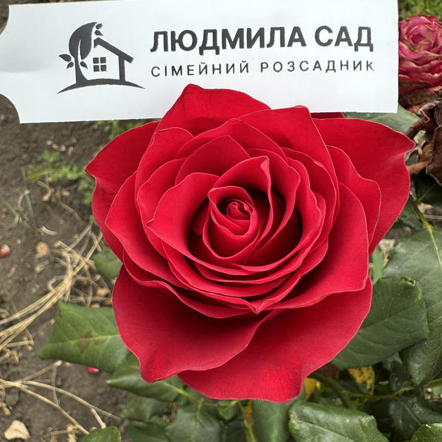 Троянда Ред Наомі (Ч/Г)
