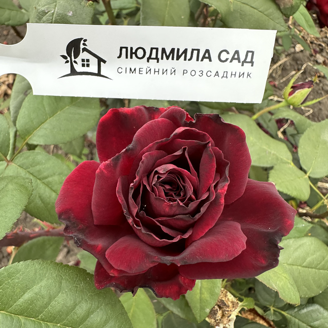 Троянда Блек Меджик (Ч/Г)