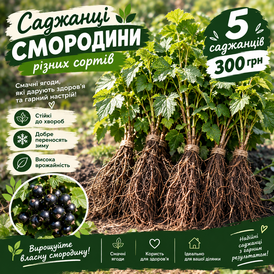 Плодові кущі — Photo 1