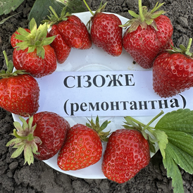 Полуниця